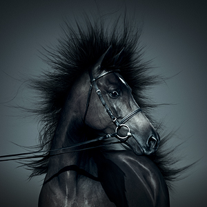 Elektrisches Pferd