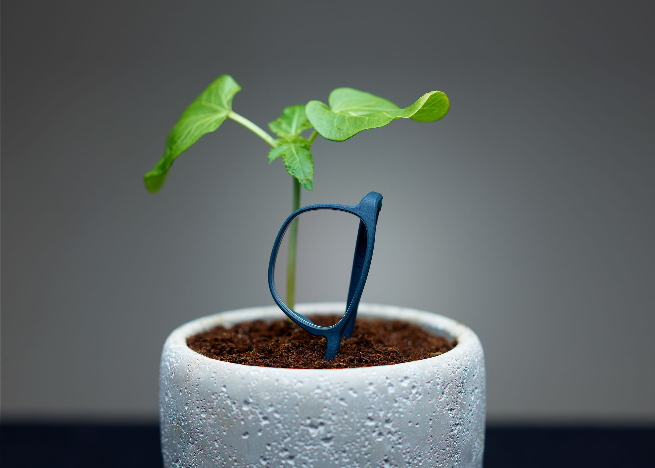 glasses made from plants