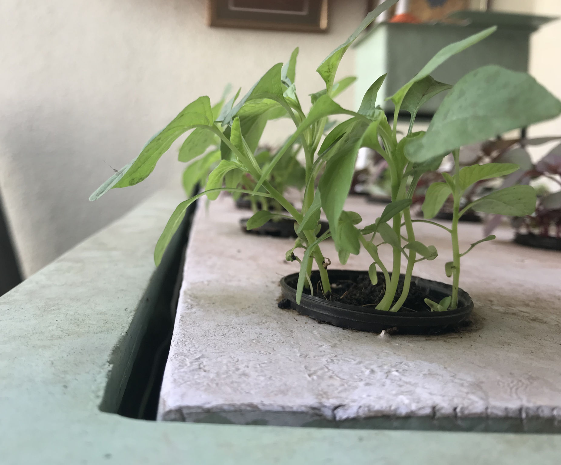 Aquaponic farming in goa 